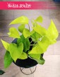 Scindapsus Neon Epipremnum, Scindapsus Golden Pothos, czasami Scindapsus Lemon Neon.