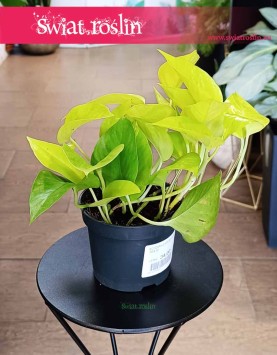 oczyszczający powietrze Scindapsus Neon Epipremnum w najlepszej cenie, Scindapsus Golden Pothos