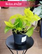 oczyszczający powietrze Scindapsus Neon Epipremnum w najlepszej cenie, Scindapsus Golden Pothos