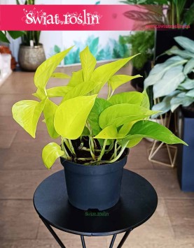 Scindapsus Neon Epipremnum, z dostawą z e sklepu online Scindapsus Golden Pothos, czasami Scindapsus Lemon Neon.