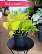 Scindapsus Neon Epipremnum, z dostawą z e sklepu online Scindapsus Golden Pothos, czasami Scindapsus Lemon Neon.