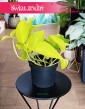 Scindapsus Neon Epipremnum kup w Krakowie lub z online z dostawą, Scindapsus Golden Pothos, czasami Scindapsus Lemon Neon.