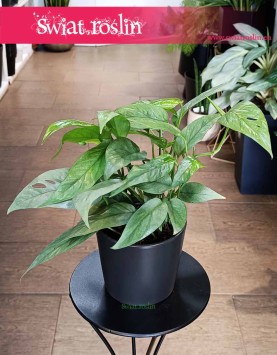 Scindapsus Cebu Blue, Monstera Cebu Blue, Epipremnum Cebu Blue,