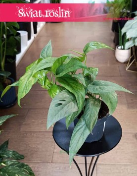 Monstera Cebu Blue oczyszczjąca powietrze łatwa w uprawie do kupienia w najlepszej cenie z e sklepu online