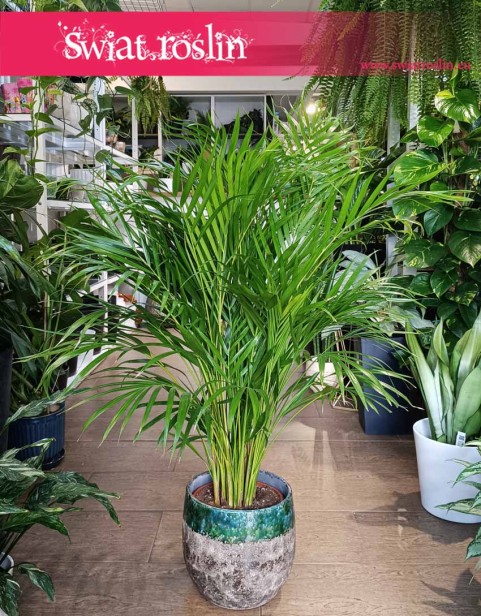 Palma Areka Żółtawa, Palma Areca Lutescens Dypsis sklep z roślinami internetowy online