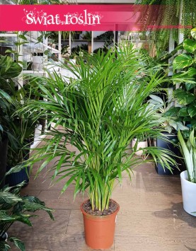 Palma Areka Żółtawa, Palma Areca Lutescens Dypsis sklep w Krakowie z roślinami