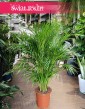 Palma Areka Żółtawa, Palma Areca Lutescens Dypsis sklep w Krakowie z roślinami