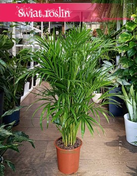 Palma Areka Żółtawa aklwp intwernetowy online z roslinami wysyłka, Palma Areca Lutescens Dypsis