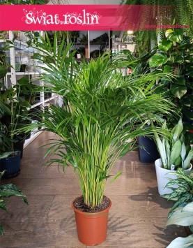 Palma Areka Żółtawa, Palma Areca Lutescens Dypsis modne rośliny doniczkowe wysyłką