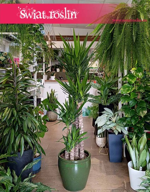 Duża Juka Gwatemalska cztery pnie, duża Yucca Elephantipes na czterech pniach