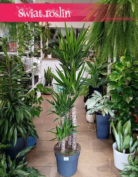 Duża Juka Gwatemalska cztery pnie, duża Yucca Elephantipes na czterech pniach, rosliny do biura do firmy, do salonu