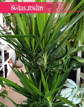 Duża Juka Gwatemalska cztery pnie najlepsza cena sklep online, duża Yucca Elephantipes na czterech pniach