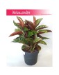 Aglaonema Chocolate, Aglonema Chocolate