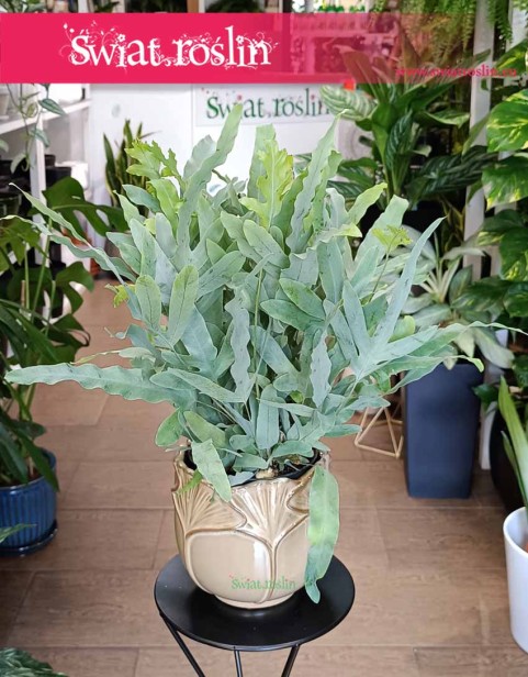 Phlebodium Aureum Blue Star, Flebodium Blue Star, Niebieska Paproć.