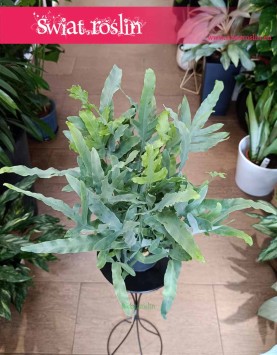 Niebieska Paproć, Flebodium Blue Star, Phlebodium Aureum Blue Star.