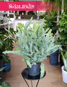 oczyszczająca powietrze paproć Phlebodium Aureum Blue Star do kupienia online, Flebodium Blue Star, Niebieska Paproć.