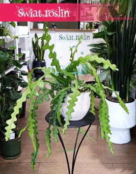 Epifyllum Anguliger, Kaktus Tropikalny, Epiphyllum Anguliger