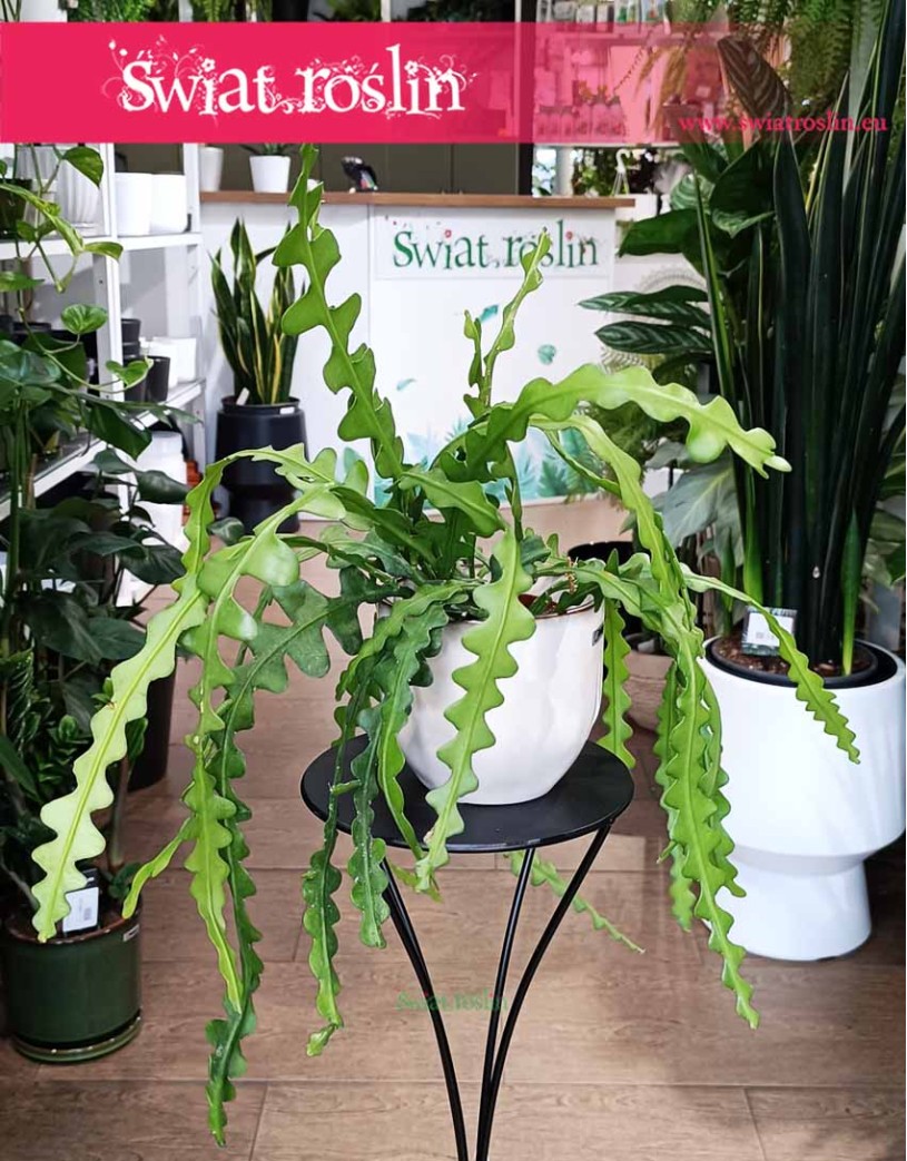 Epifyllum Anguliger, Kaktus Tropikalny, Epiphyllum Anguliger