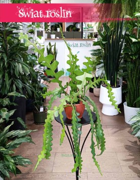 Epifyllum Anguliger wysyła ze  sklepu interentowego online, Kaktus Tropikalny, Epiphyllum Anguliger