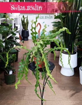 Epifyllum Anguliger, Kaktus Tropikalny, Epiphyllum Anguliger popularna roślina do biura do firmy wysyłka do mieszkania