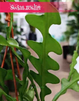 Epifyllum Anguliger, Kaktus Tropikalny, Epiphyllum Anguliger, Kaktus ość ryby.