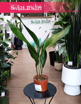 Aspidistra Wyniosła kup online z wysyłką, Aspidistra Elatior, roślina Żelazny liść