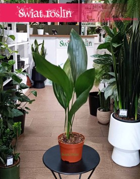 Aspidistra Wyniosła, Aspidistra Elatior Kup w Krakowie z dostawą do domu, roślina Żelazny liść