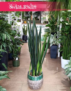 Sansevieria Black Golden, Sansewieria Black Golden, Sansewiera Black Golden, Sanseviera Black Golden