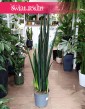Sansevieria Black Golden do kupienia w najlepszej cenie online z dostawą kurierem, Sansewieria Black Golden,