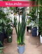 Sansevieria Black Golden do kupienia stacjonarnie w krakowie lub internetowo z wysyłką, Sansewieria Black Golden