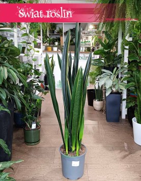 Oczyszczająca powietrze Sansevieria Black Golden do kupienia w sklepie internetowym online, Sansewieria Black Golden