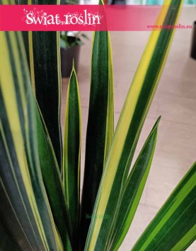 Najpiękniejsza Sansevieria Black Golden do biura firmy lub mieszkania, Sansewieria Black Golden