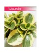 Peperomia Obtipan Bicolor, Pieprzówka, Peperomia Obtipan Variegata, Peperomia Obtipan 1