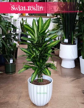 Dracaena Wonna Cintho, Dracena Fragrans Cintho