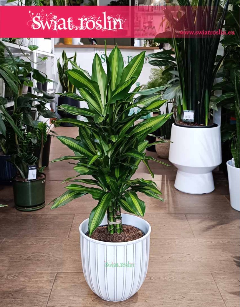 Dracaena Wonna Cintho, Dracena Fragrans Cintho