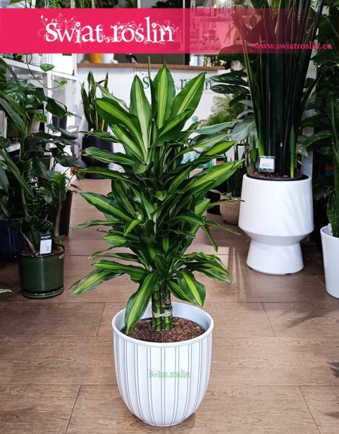 Dracaena Wonna Cintho, Dracena Fragrans Cintho