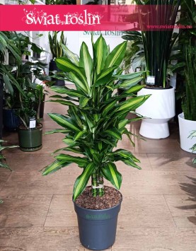 Dracena Wonna Cintho, Dracaena Fragrans Cintho, Dracena Wonna, rośliny sklep kraków, dracena Kraków