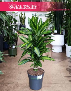 Dracena Wonna Cintho sklep internetowy online, Dracaena Fragrans cintho wysyłka, Dracena Wonna