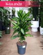 Dracena Wonna Cintho sklep internetowy online, Dracaena Fragrans cintho wysyłka, Dracena Wonna