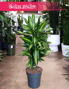 Dracaena Wonna Cintho, Dracena Fragrans cintho do kupienia internetowo online z dostawą do firmy lub do domu