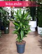 Dracaena Wonna Cintho, Dracena Fragrans cintho do kupienia internetowo online z dostawą do firmy lub do domu