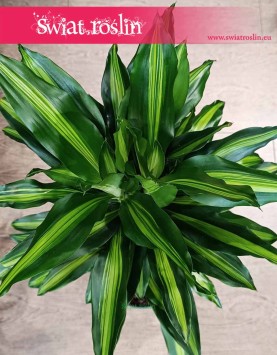 Dracena Wonna cintho, Dracaena Fragrans cintho, Dracena Wonna, popularne rośliny doniczkowe, sklep online z dostawą