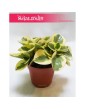 Peperomia Obtipan Bicolor, Pieprzówka, Peperomia Obtipan Variegata, Peperomia Obtipan 2