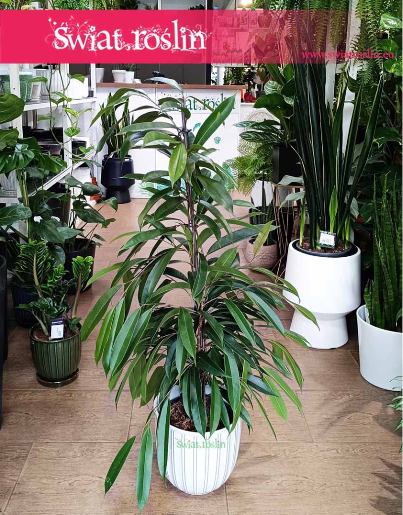 Fikus Amstel King, Ficus Amstel King, Figowiec Amstel King