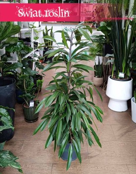 Fikus Amstel King, Ficus Amstel King modne rośliny sklep online, Figowiec Amstel King