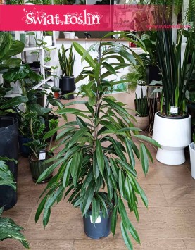 Fikus Amstel King, Ficus Amstel King sklep z roślinami w Krakowie, Figowiec Amstel King