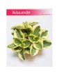 Peperomia Obtipan Bicolor, Pieprzówka, Peperomia Obtipan Variegata, Peperomia Obtipan 3
