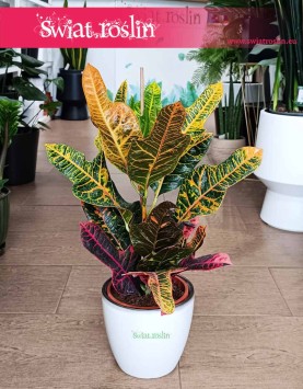 Kroton Excellent, Trójskrzyn, Codiaeum