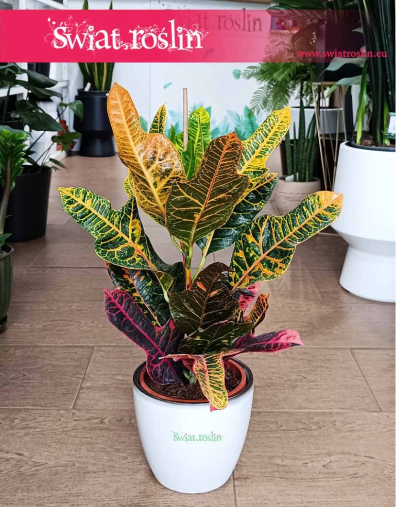 Kroton Excellent, Trójskrzyn, Codiaeum