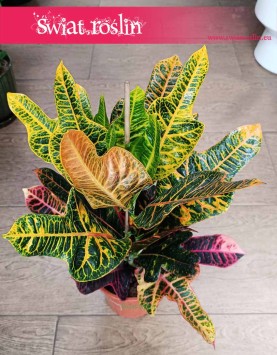Kroton Excellent roślina do biura do firmy do mieszkania z dostawą, Trójskrzyn, Codiaeum